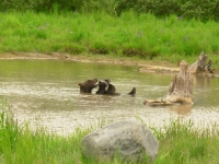 Bear playing by itself